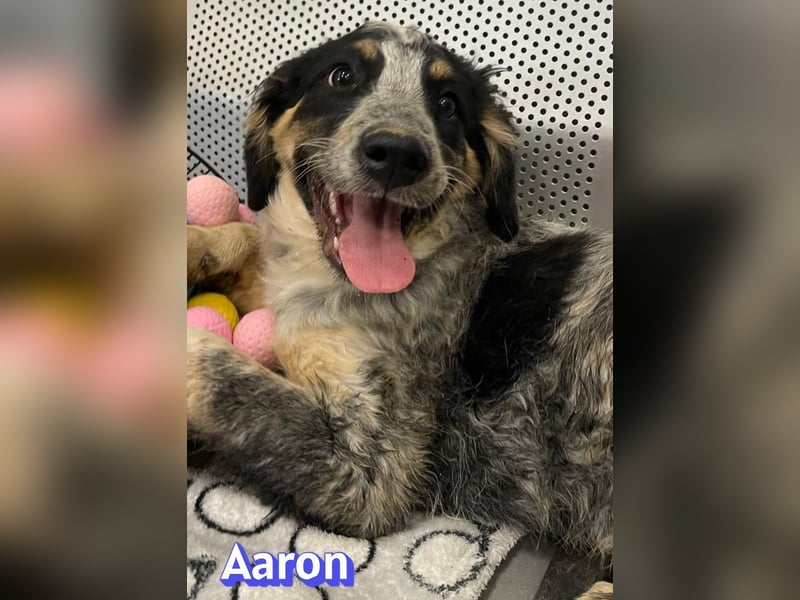 Aaron, 03/26 - möchte dein Leben bunter machen!