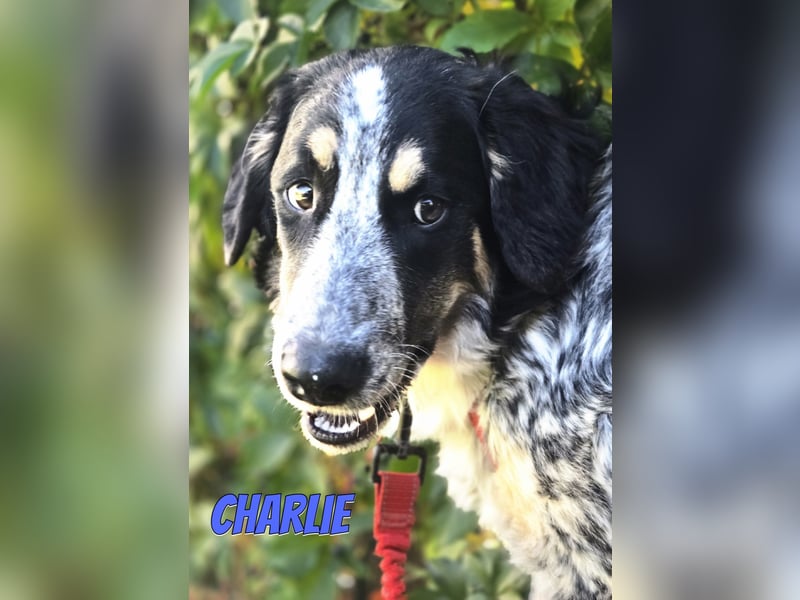Aaron/Charlie 03/26 - fröhlicher Kerl wartet auf PS in 64646 Heppenheim