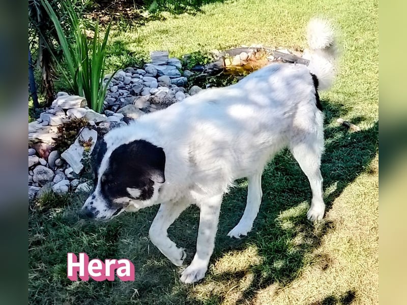 Hera, 09/23 - würde gern bei Mata bleiben wartet in 86685 Schrobenhausen