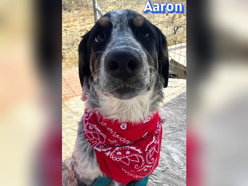 Aaron, 03/26 - möchte dein Leben bunter machen!