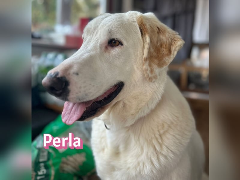 Perla, 05/22  - eine wahre Perle  wartet in 64756 Mossautal