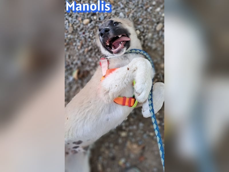 Manolis, 03/26 - Malinois Mix sucht verantwortungsvolle Menschen