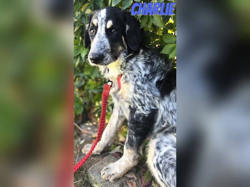 Aaron/Charlie 03/26 - fröhlicher Kerl wartet auf PS in 64646 Heppenheim