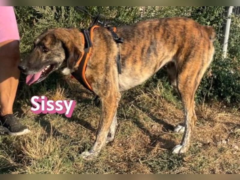 Sissy, 05/24 - schön wie die Namensvetterin