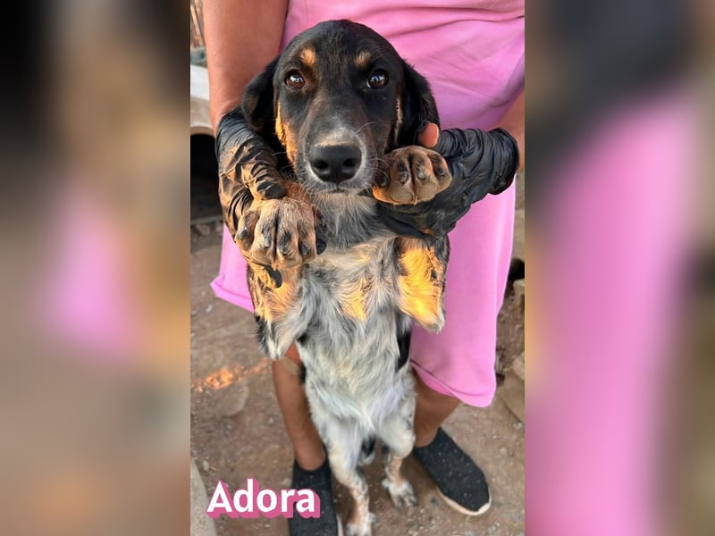 Adora, 03/26 - Mäuschen sucht Häuschen