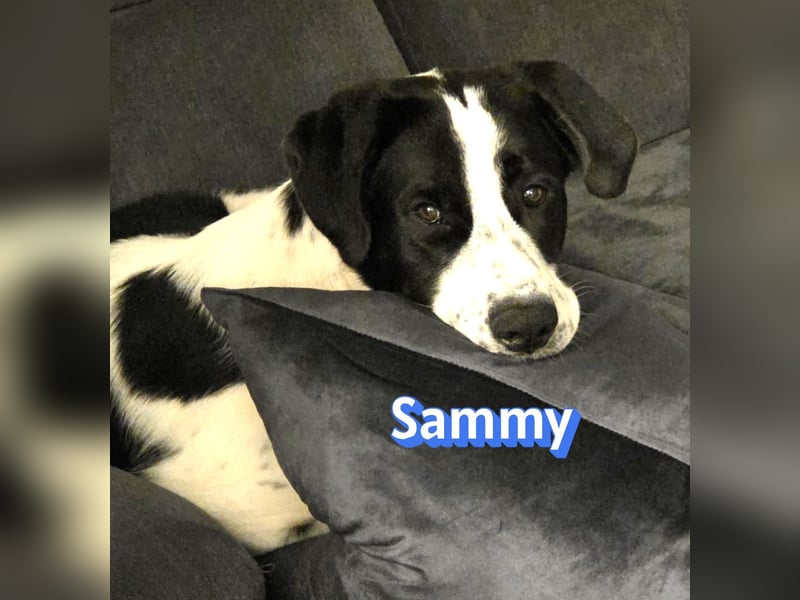 Sammy, 05/25 - verliert unverschuldet sein Zuhause, 66646 Marpingen