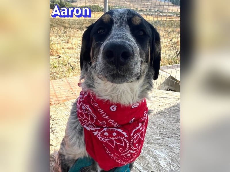 Aaron, 03/26 - möchte dein Leben bunter machen!
