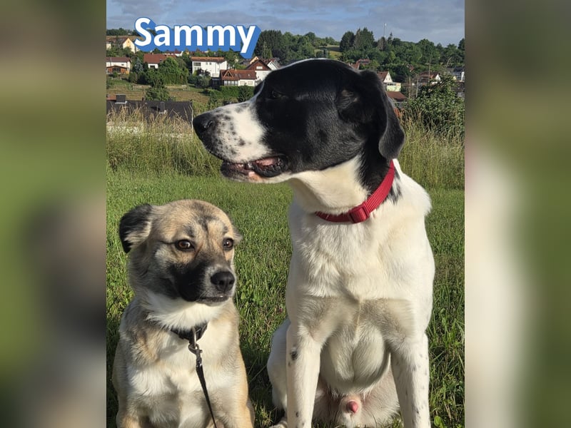 Sammy, 05/25 - verliert unverschuldet sein Zuhause, 66646 Marpingen