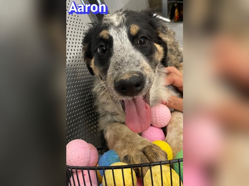 Aaron, 03/26 - möchte dein Leben bunter machen!