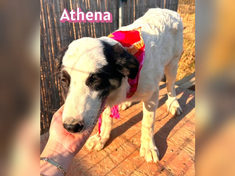 Athena, 03/26 - Welpe sucht Zuhause