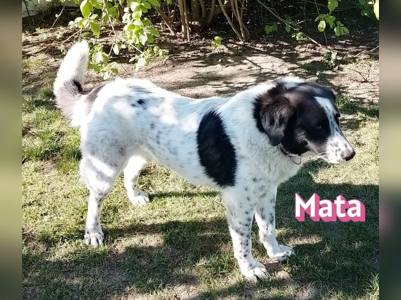 Mata, 09/23 - würde gern bei Hera bleiben, wartet in 86685 Schrobenhausen
