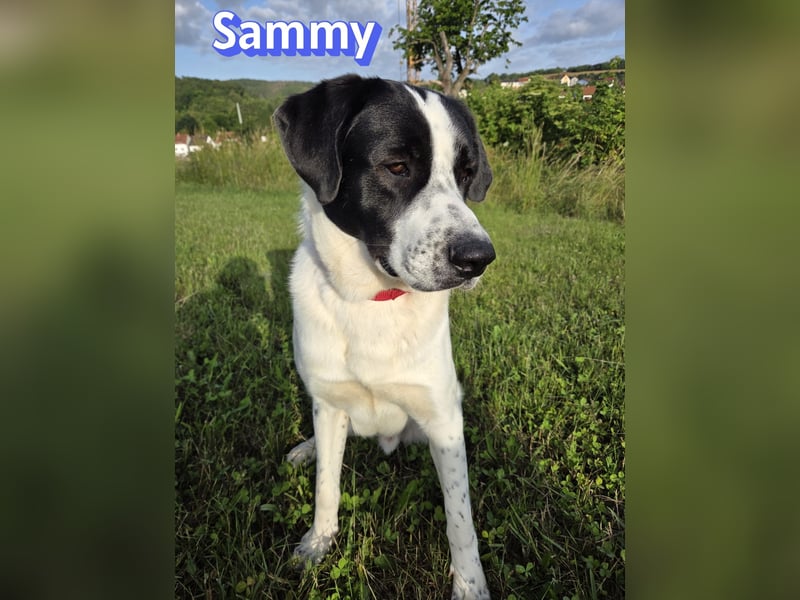 Sammy, 05/25 - verliert unverschuldet sein Zuhause, 66646 Marpingen