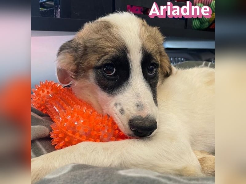 Ariadne, 03/26 - Baby sucht Familie