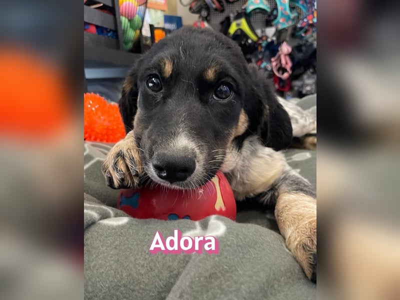Adora, 03/26 - Mäuschen sucht Häuschen