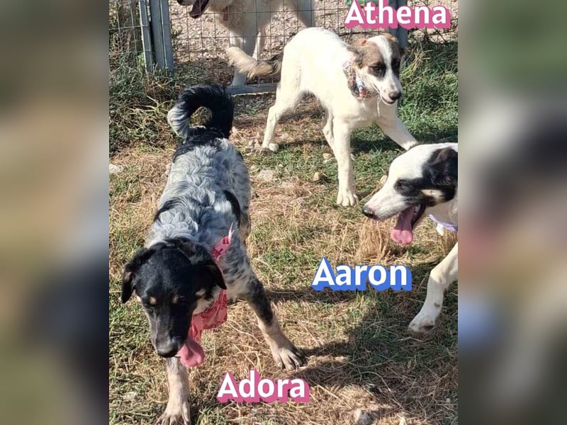 Adora, 03/26 - Mäuschen sucht Häuschen