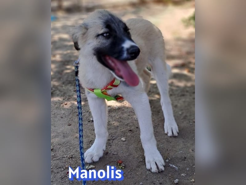 Manolis, 03/26 - Malinois Mix sucht verantwortungsvolle Menschen