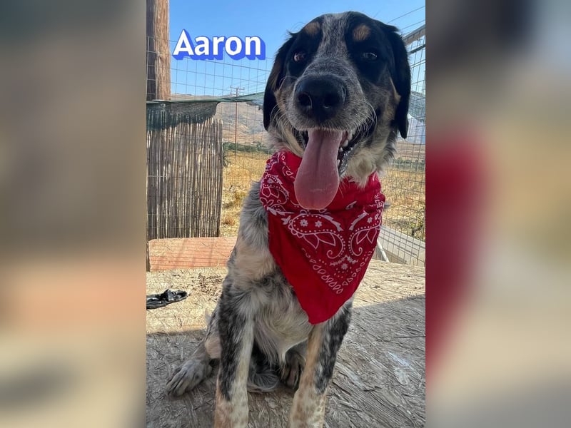 Aaron, 03/26 - möchte dein Leben bunter machen!