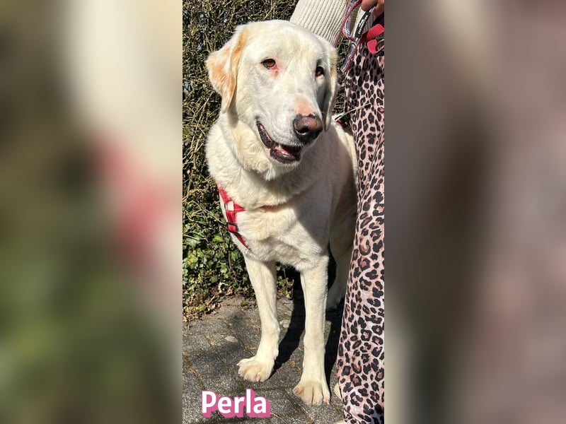 Perla, 05/22  - eine wahre Perle  wartet in 64756 Mossautal
