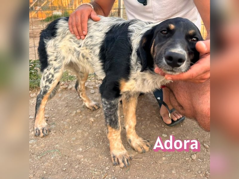 Adora, 03/26 - Mäuschen sucht Häuschen