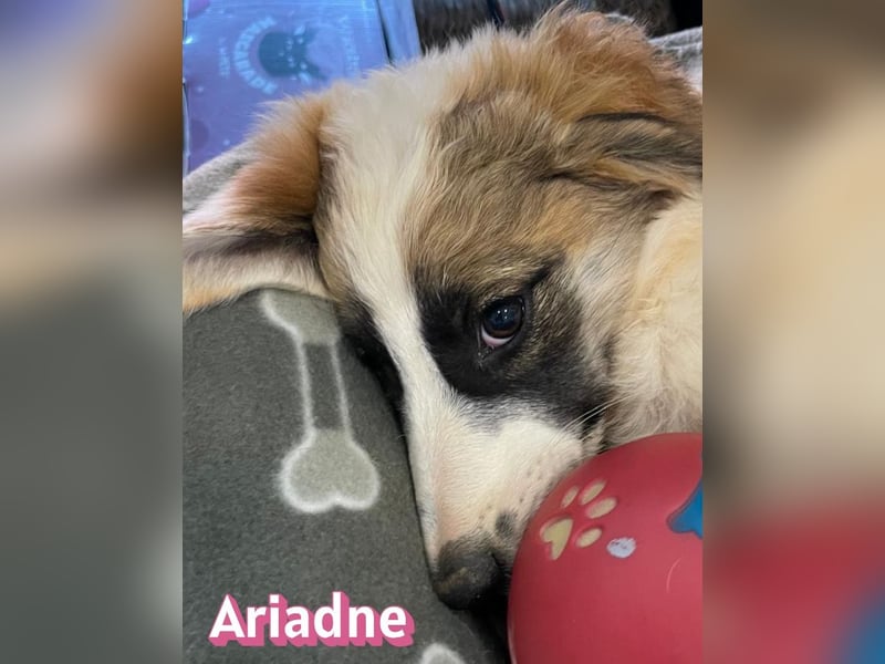 Ariadne, 03/26 - Baby sucht Familie