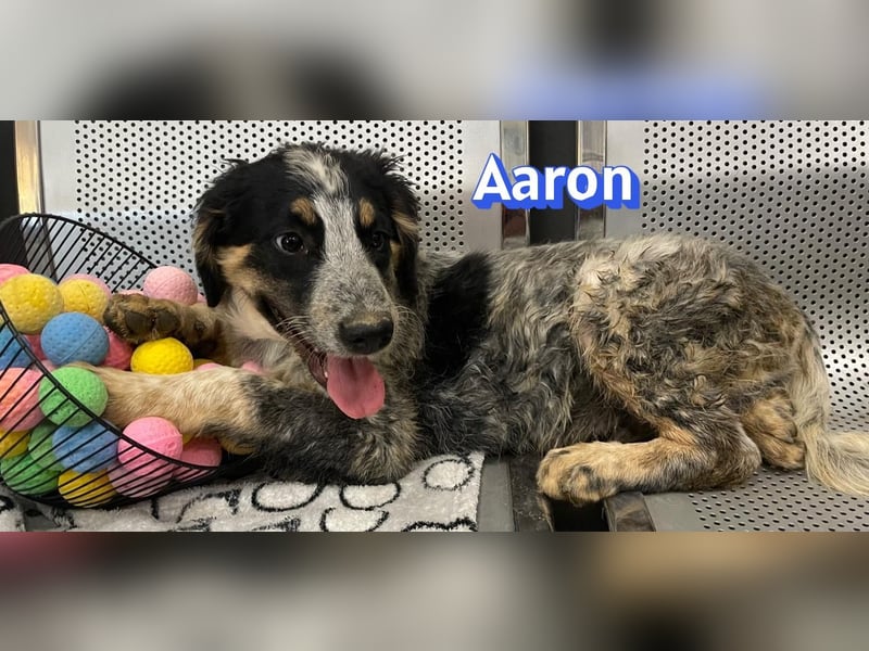 Aaron, 03/26 - möchte dein Leben bunter machen!