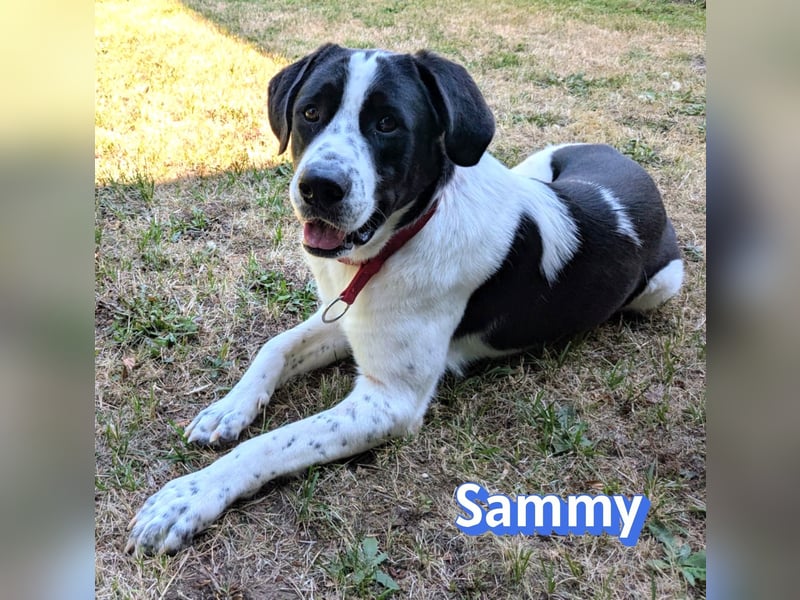Sammy, 05/25 - verliert unverschuldet sein Zuhause, 66740 Saarlouis