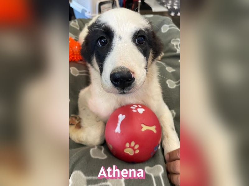 Athena, 03/26 - Welpe sucht Zuhause