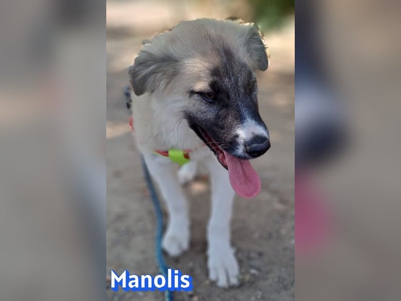 Manolis, 03/26 - Malinois Mix sucht verantwortungsvolle Menschen