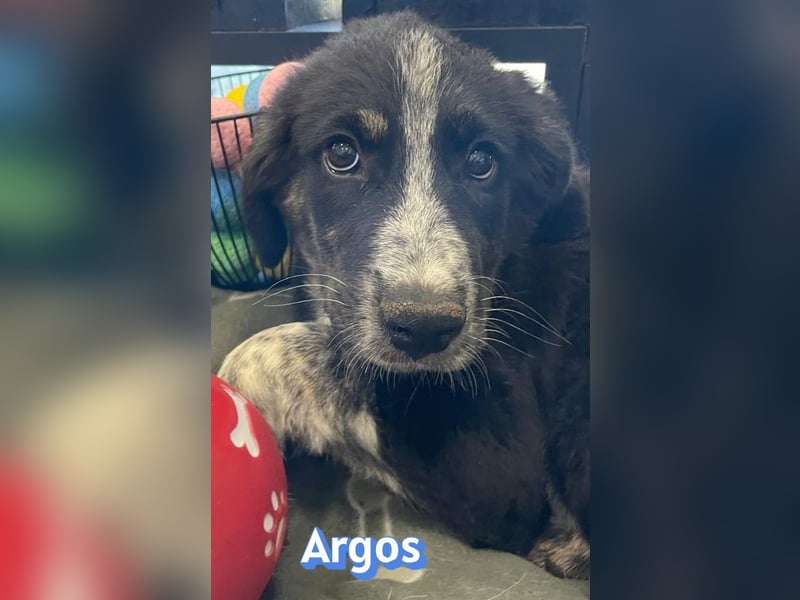Argos, 03/26 - Wuschelkopf sucht seine Menschen