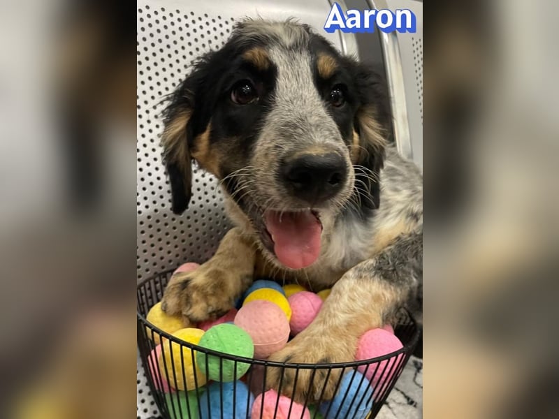 Aaron, 03/26 - möchte dein Leben bunter machen!