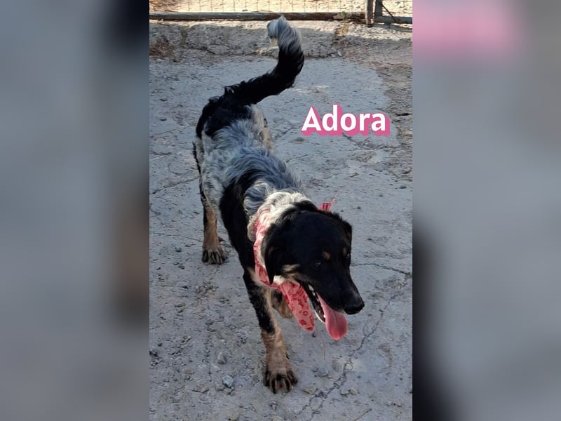 Adora, 03/26 - Mäuschen sucht Häuschen