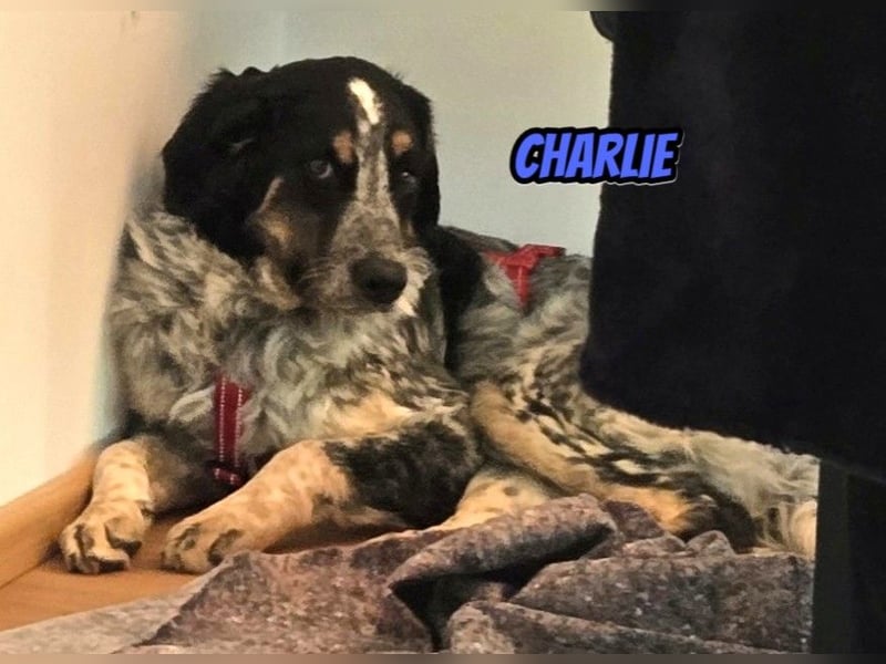 Aaron/Charlie 03/26 - fröhlicher Kerl wartet auf PS in 64646 Heppenheim