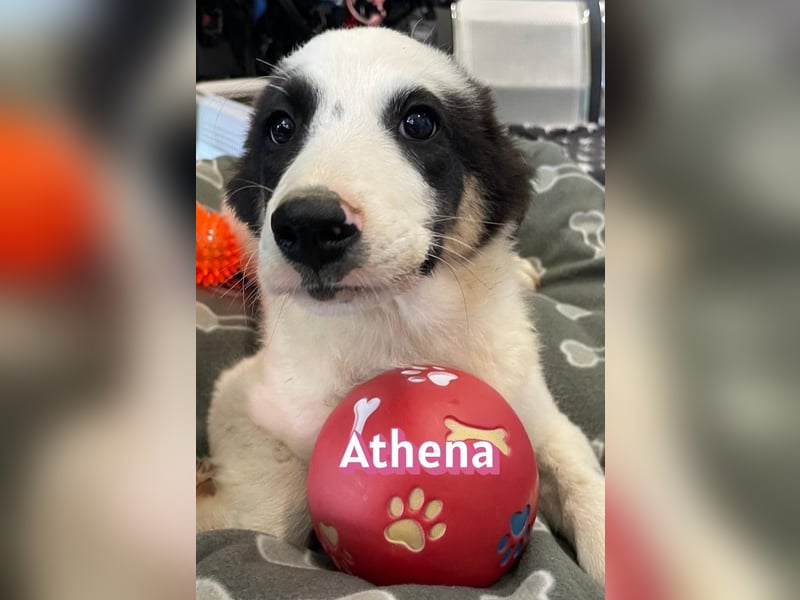 Athena, 03/26 - Welpe sucht Zuhause
