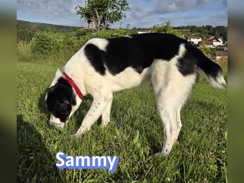 Sammy, 05/25 - verliert unverschuldet sein Zuhause, 66646 Marpingen