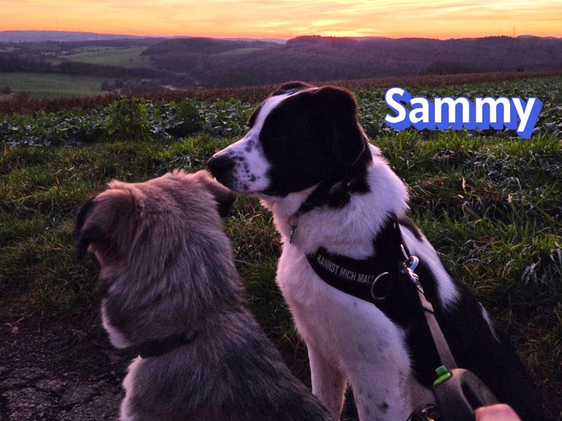 Sammy, 05/25 - verliert unverschuldet sein Zuhause, 66646 Marpingen