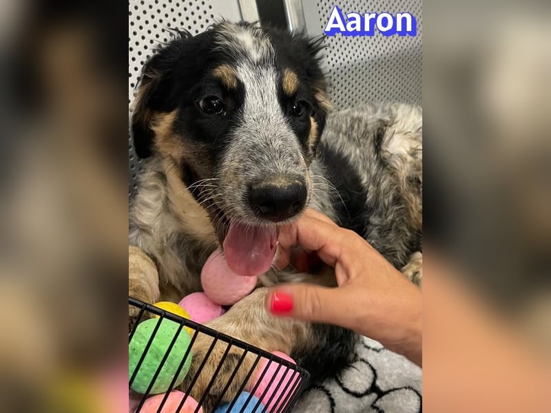 Aaron, 03/26 - möchte dein Leben bunter machen!