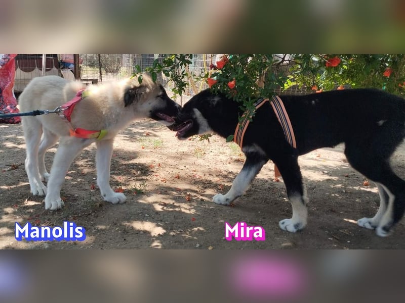 Manolis, 03/26 - Malinois Mix sucht verantwortungsvolle Menschen
