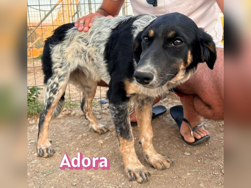 Adora, 03/26 - Mäuschen sucht Häuschen