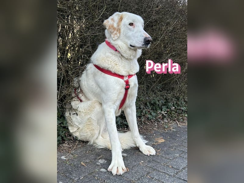 Perla, 05/22  - eine wahre Perle  wartet in 64756 Mossautal