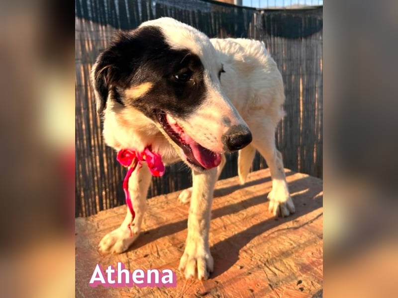 Athena, 03/26 - Welpe sucht Zuhause