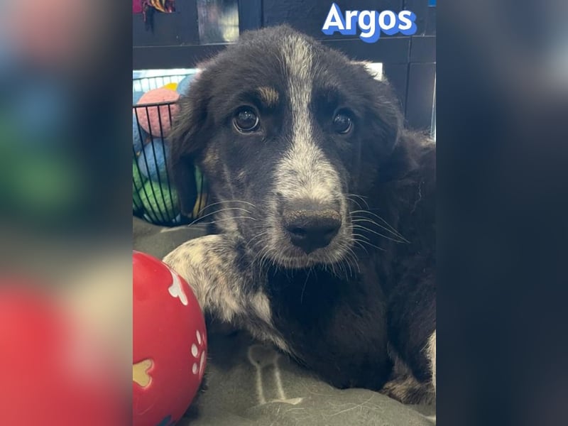 Argos, 03/26 - Wuschelkopf sucht seine Menschen