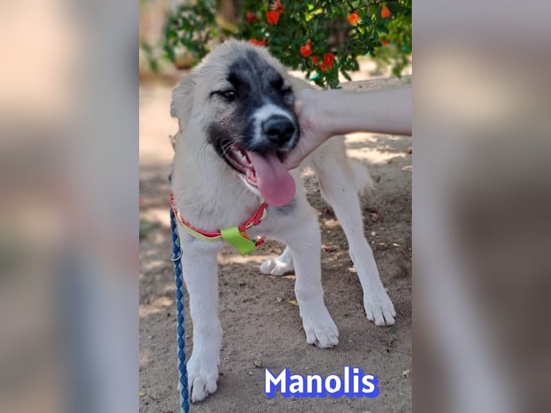 Manolis, 03/26 - Malinois Mix sucht verantwortungsvolle Menschen