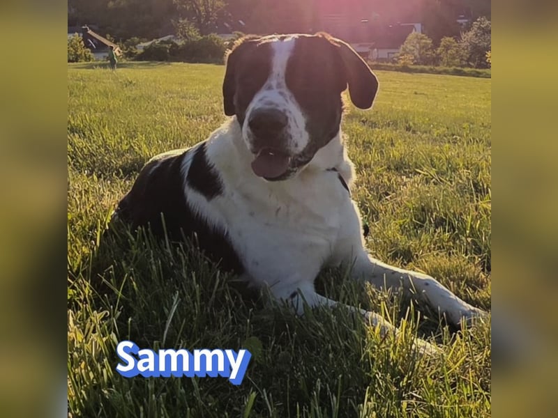 Sammy, 05/25 - verliert unverschuldet sein Zuhause, 66646 Marpingen