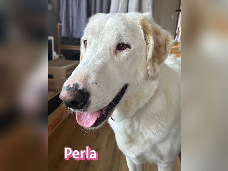 Perla, 05/22  - eine wahre Perle  wartet in 64756 Mossautal