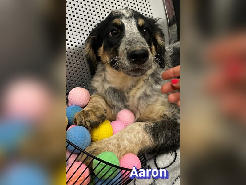 Aaron, 03/26 - möchte dein Leben bunter machen!