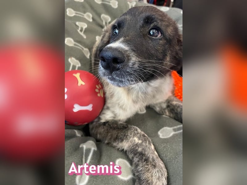 Artemis, 03/26 - hübsches Mädel sucht Familie