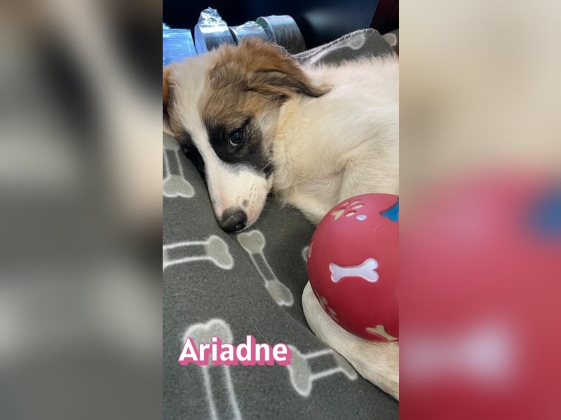 Ariadne, 03/26 - Baby sucht Familie