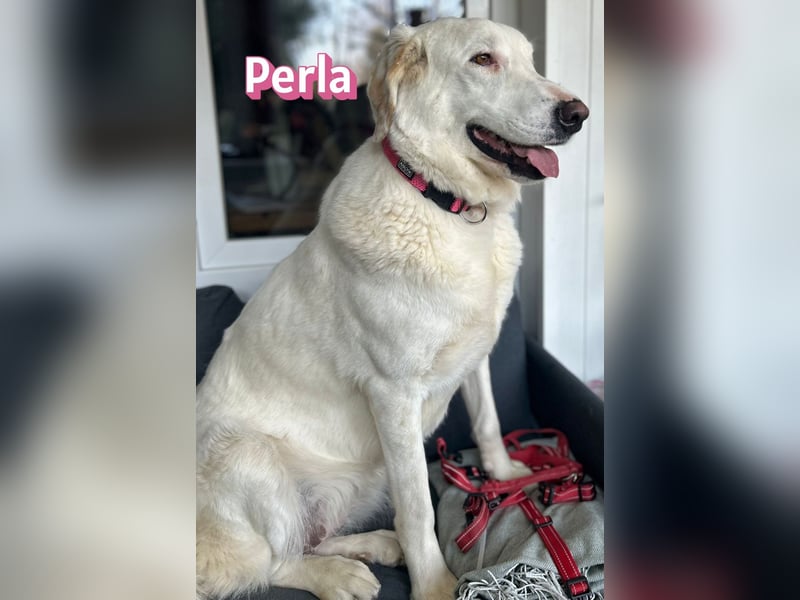 Perla, 05/22  - eine wahre Perle  wartet in 64756 Mossautal
