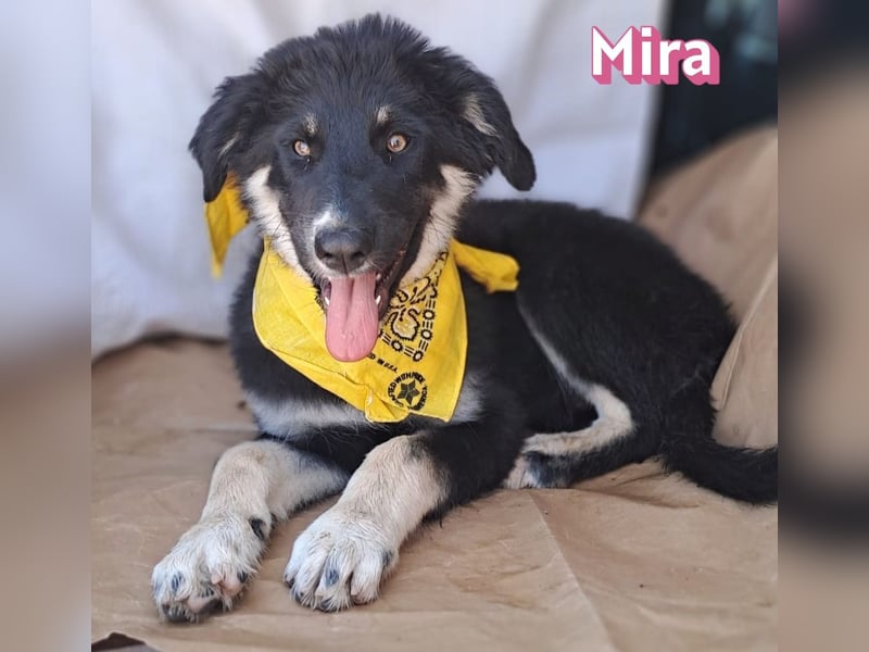 Mira, 03/26 - Malinois Mix sucht verantwortungsvolle Menschen