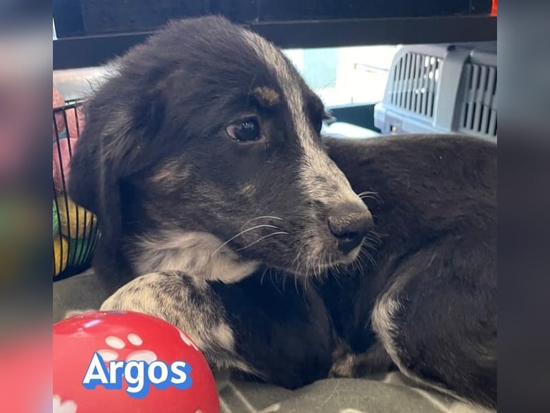 Argos, 03/26 - Wuschelkopf sucht seine Menschen